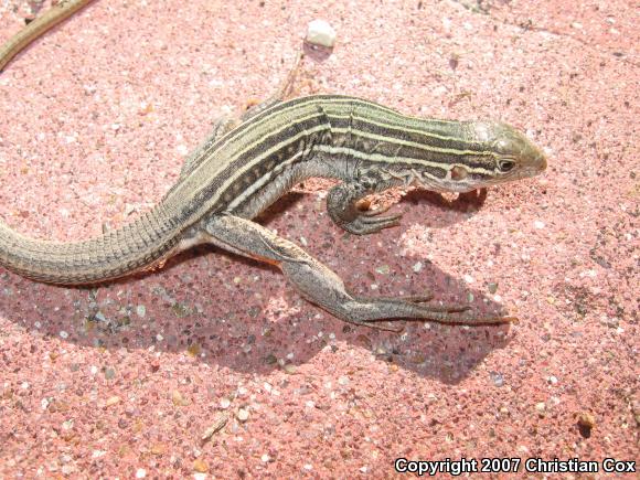 Common Spotted Whiptail (Aspidoscelis gularis)