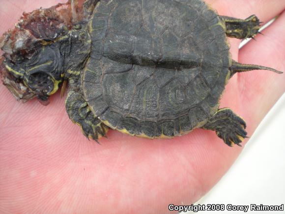 Pond Slider (Trachemys scripta)