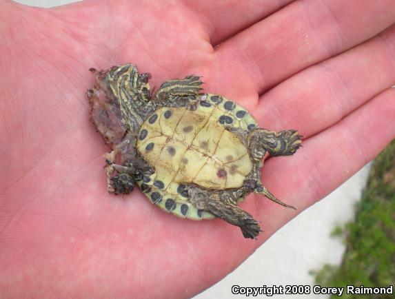 Pond Slider (Trachemys scripta)