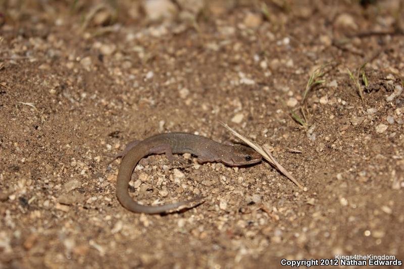 Wiggins's Desert Night Lizard (Xantusia wigginsi)