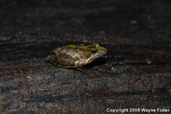 Coastal Plain Cricket Frog (Acris gryllus gryllus)