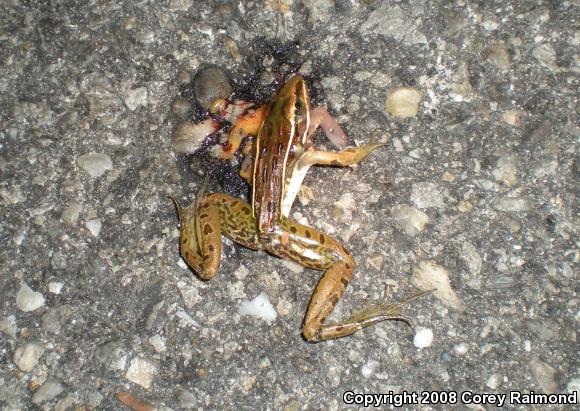 Southern Leopard Frog (Lithobates sphenocephalus)