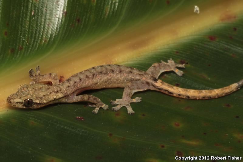 Indo-pacific Tree Gecko (Hemiphyllodactylus typus)
