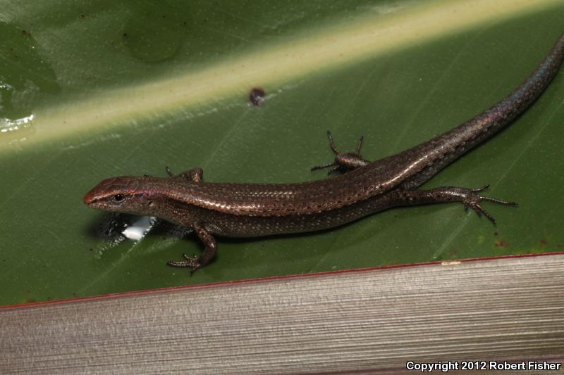 Plague Skink (Lampropholis delicata)