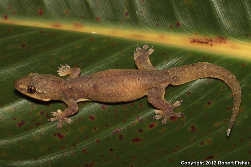 Mutilating Gecko (Gehyra mutilata)