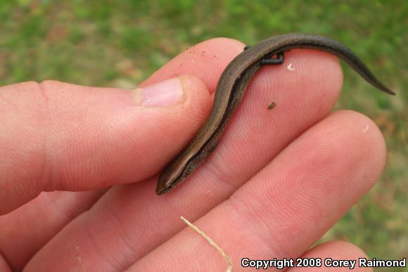 Little Brown Skink (Scincella lateralis)