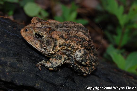 Southern Toad (Anaxyrus terrestris)