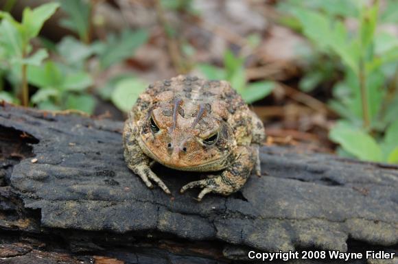 Southern Toad (Anaxyrus terrestris)