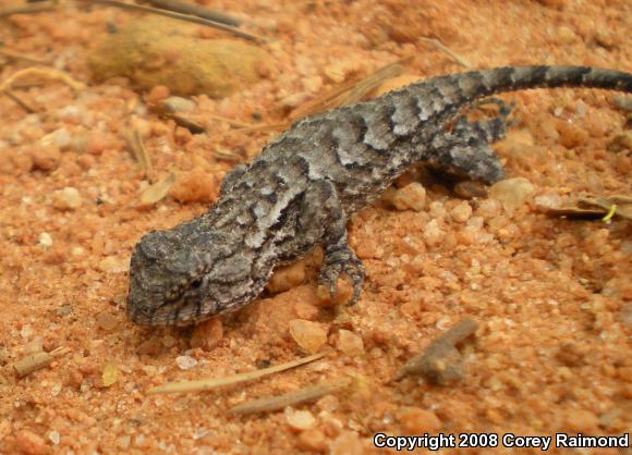 Eastern Fence Lizard (Sceloporus undulatus)