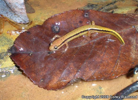 Southern Two-lined Salamander (Eurycea cirrigera)