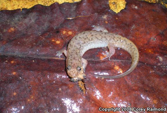 Seal Salamander (Desmognathus monticola)