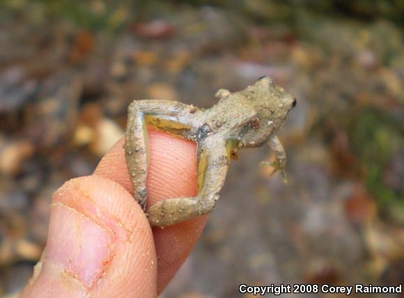 Coastal Plain Cricket Frog (Acris gryllus gryllus)