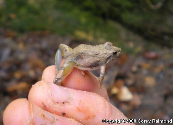 Coastal Plain Cricket Frog (Acris gryllus gryllus)