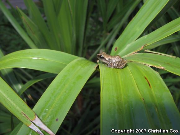 Rio Grande Chirping Frog (Eleutherodactylus cystignathoides)