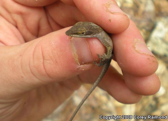 Green Anole (Anolis carolinensis)