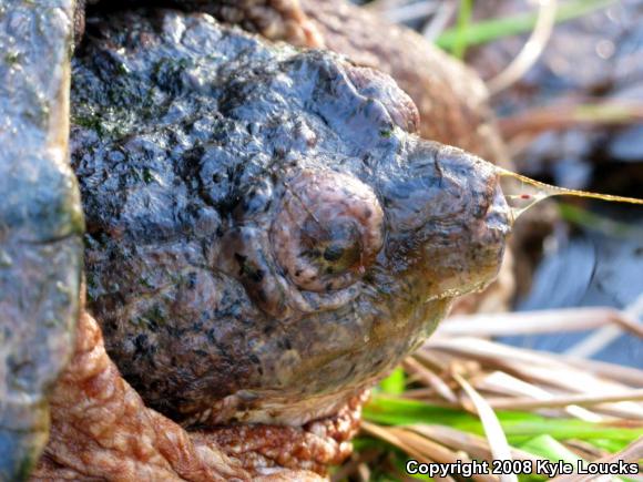 Eastern Snapping Turtle (Chelydra serpentina serpentina)