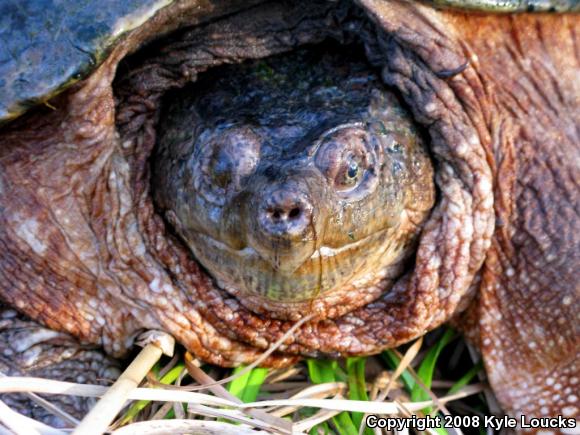 Eastern Snapping Turtle (Chelydra serpentina serpentina)