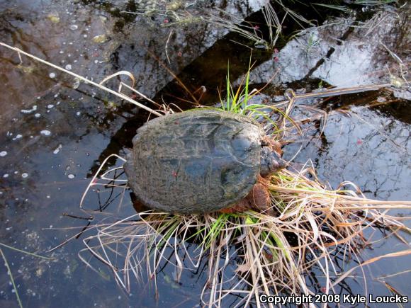 Eastern Snapping Turtle (Chelydra serpentina serpentina)