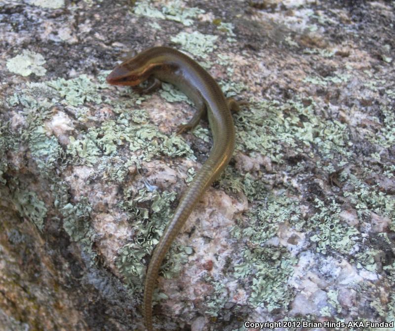 Arizona Skink (Plestiodon gilberti arizonensis)