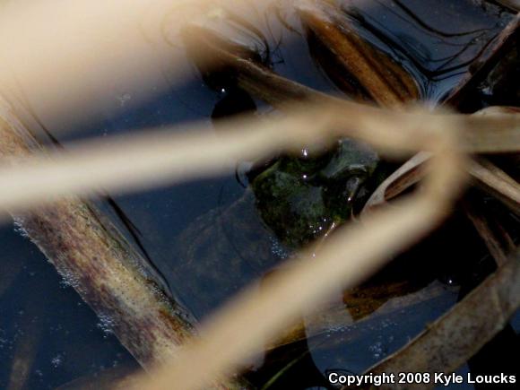 Northern Green Frog (Lithobates clamitans melanota)