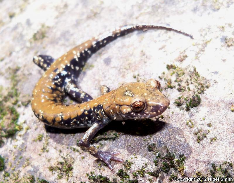 Pigeon Mountain Salamander (Plethodon petraeus)