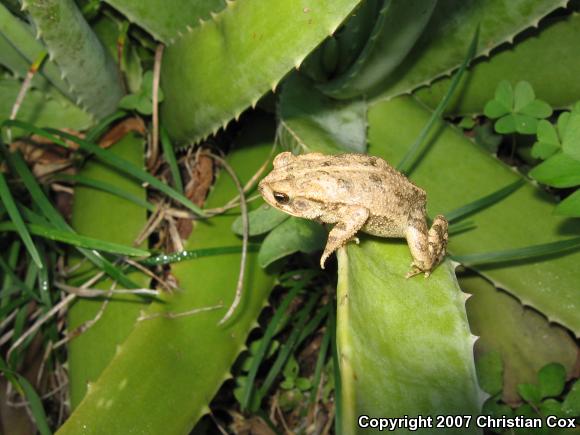 Gulf Coast Toad (Ollotis nebulifer)