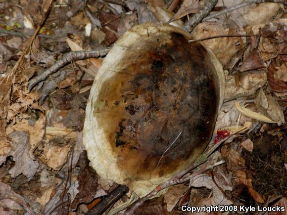 Eastern Box Turtle (Terrapene carolina carolina)