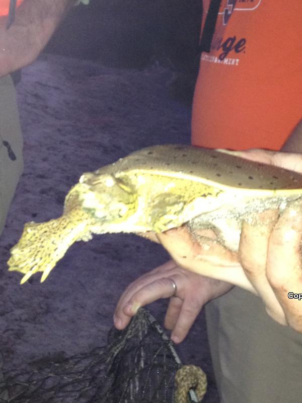 Gulf Coast Spiny Softshell (Apalone spinifera aspera)