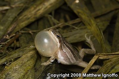 Western Chorus Frog (Pseudacris triseriata)