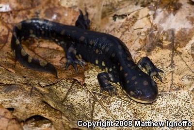 Eastern Tiger Salamander (Ambystoma tigrinum)