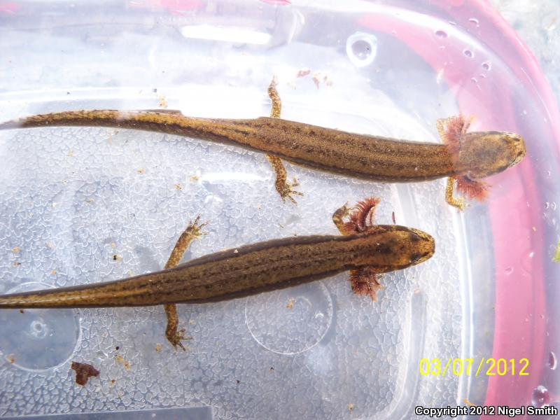 Dark-sided Salamander (Eurycea aquatica)