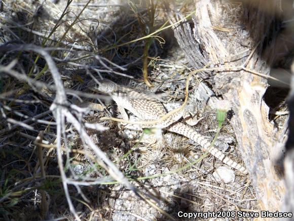 Northern Desert Iguana (Dipsosaurus dorsalis dorsalis)