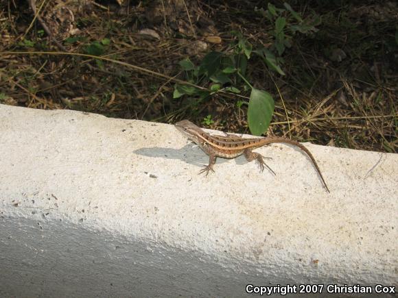 Rose-bellied Lizard (Sceloporus variabilis)