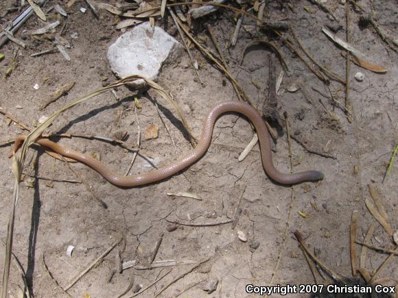 Flat-headed Snake (Tantilla gracilis)