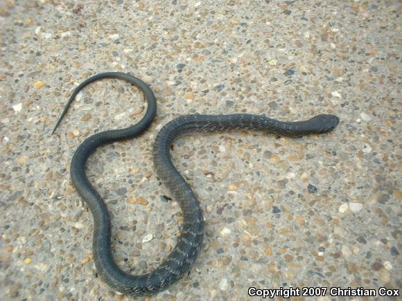 Eastern Indigo Snake (Drymarchon couperi)