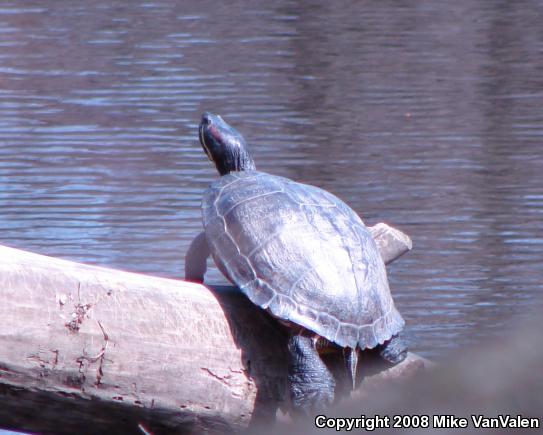 Red-eared Slider (Trachemys scripta elegans)