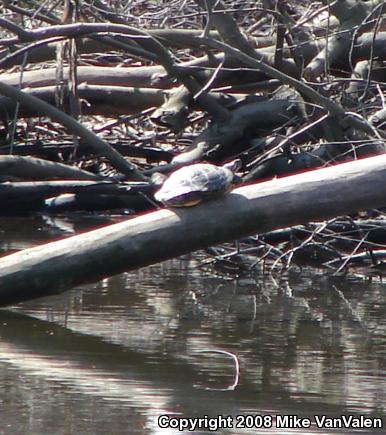 Red-eared Slider (Trachemys scripta elegans)