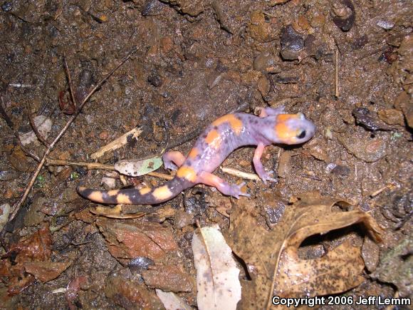 Large-blotched Ensatina (Ensatina eschscholtzii klauberi)