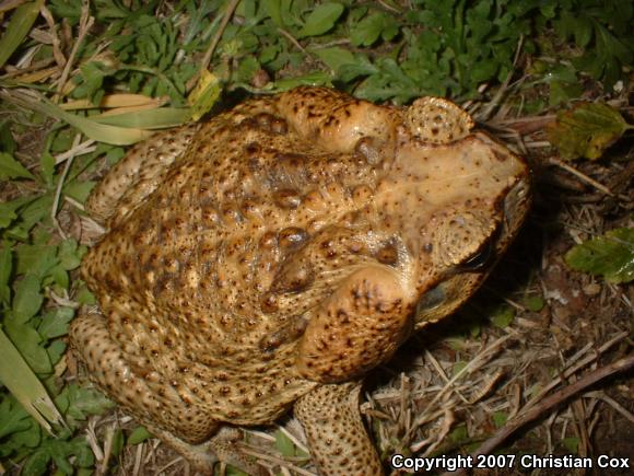 Cane Toad (Rhinella marina)