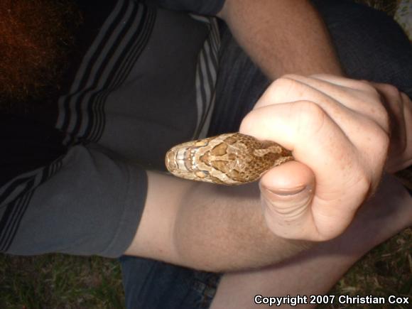 Southern Plains Rat Snake (Pantherophis emoryi meahllmorum)