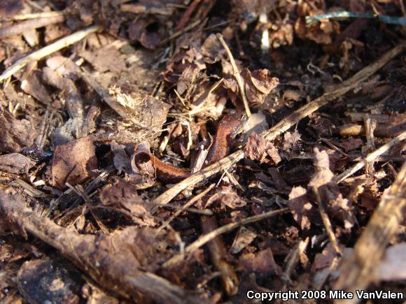 Eastern Red-backed Salamander (Plethodon cinereus)