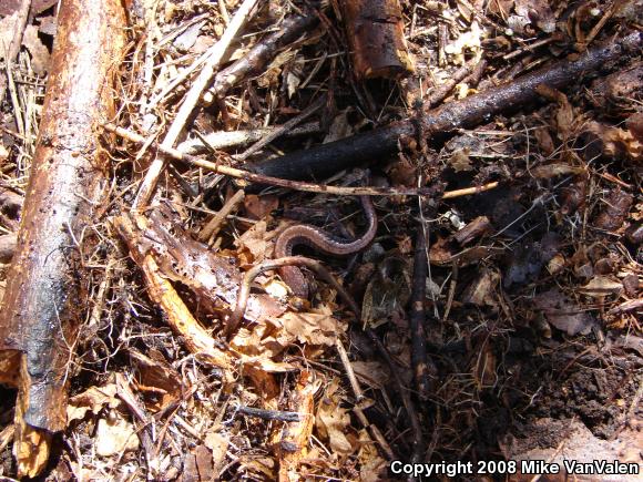 Eastern Red-backed Salamander (Plethodon cinereus)