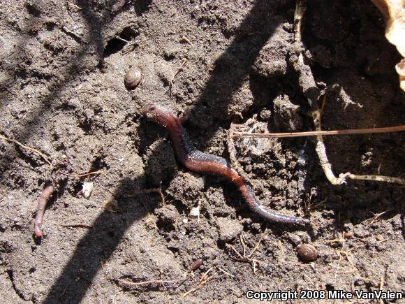 Eastern Red-backed Salamander (Plethodon cinereus)