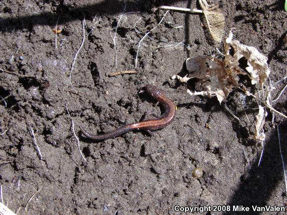 Eastern Red-backed Salamander (Plethodon cinereus)