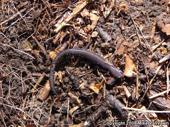 Eastern Red-backed Salamander (Plethodon cinereus)