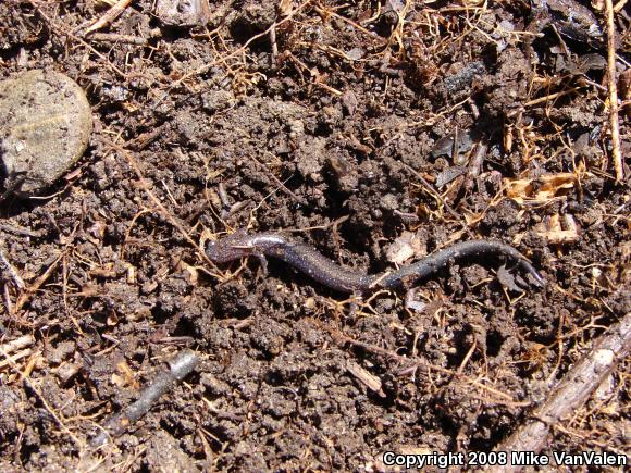 Eastern Red-backed Salamander (Plethodon cinereus)