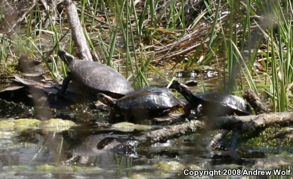 Spotted Turtle (Clemmys guttata)