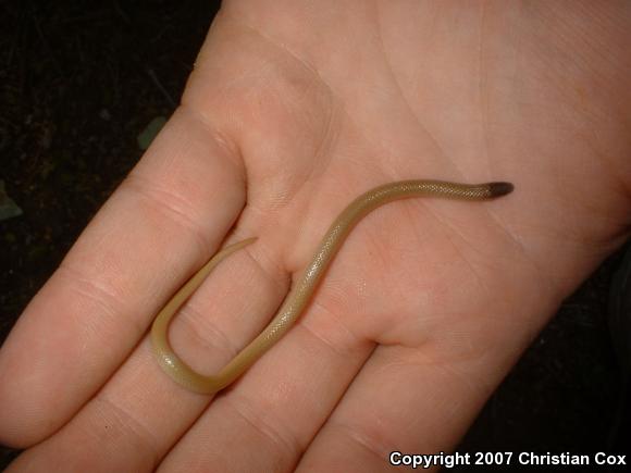 Flat-headed Snake (Tantilla gracilis)