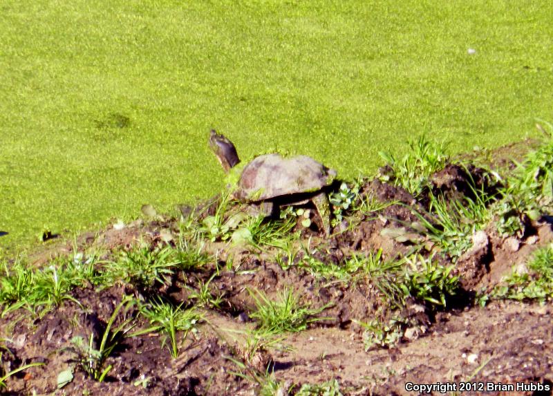 Western Pond Turtle (Actinemys marmorata)