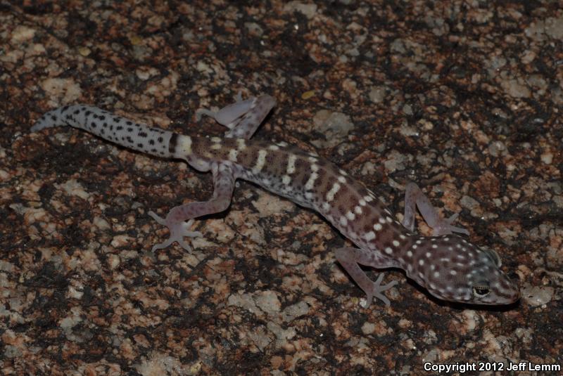 Penninsular Banded Gecko (Coleonyx switaki)